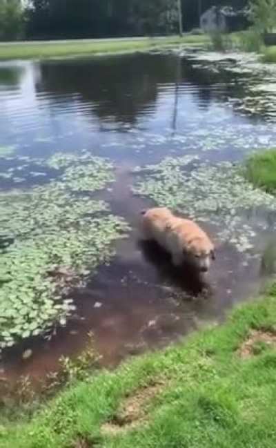 Dogwater
