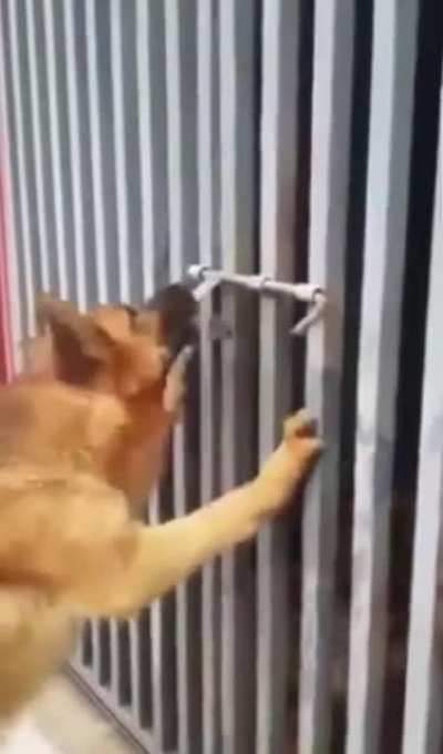 the animals are very beautiful.