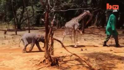 Orphans come in all shapes and sizes at the Sheldrick Wildlife Trust