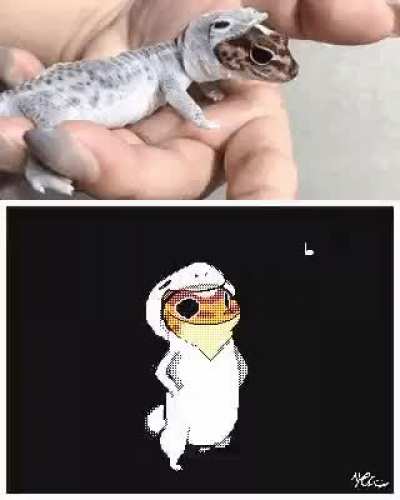 Gecko_irl