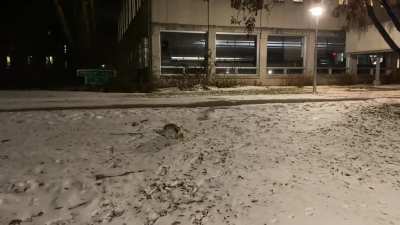 The molting hare on snow-covered lawn