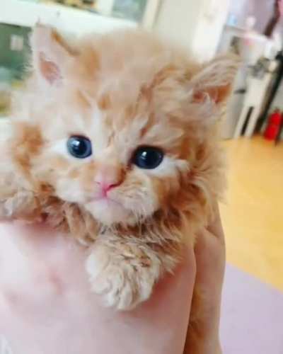 Tiny Floofer is Adorable