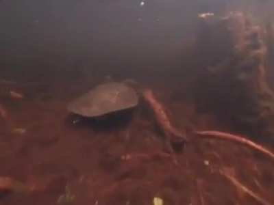 Snorkelling in the Florida Everglades