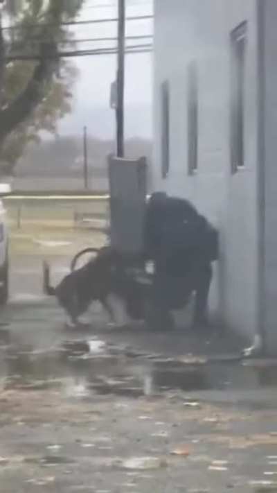 Bork Bork Nom Nom