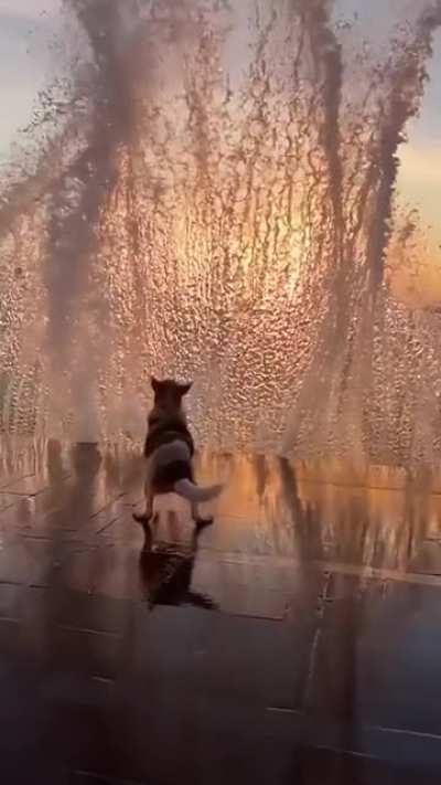 Dog waiting&hellip;