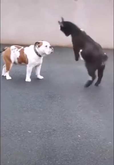 "No, you're supposed to run away in pain. i just headbutted you"