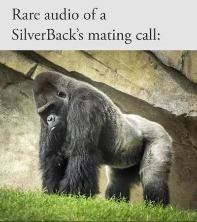 I just discovered some rare audio of a SilverBack shooting his shot:)