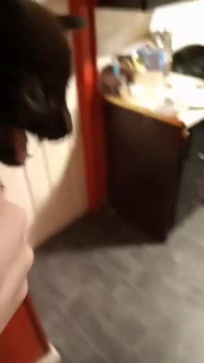This is Bubbles, he's mad I wont give him more ham, little bugger bit me right before this
