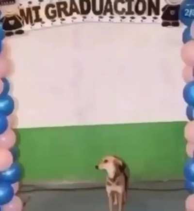 Perro ingeniero 😎👌