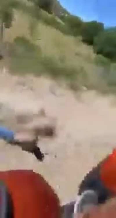 A man jump from a quad to catch an escaped bull.