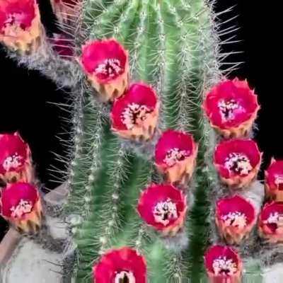 Time lapse of cactus flowers blooming