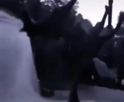 cursed_momentohorse