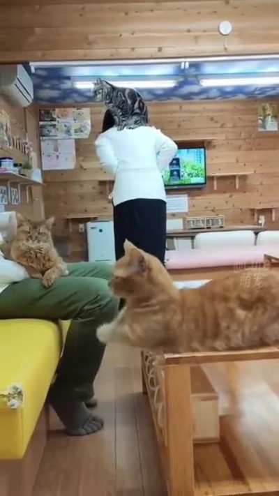 what da cat doinnn in tha beedd