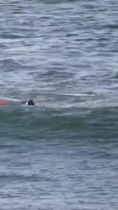 That dolphin knew EXACTLY what they were doing