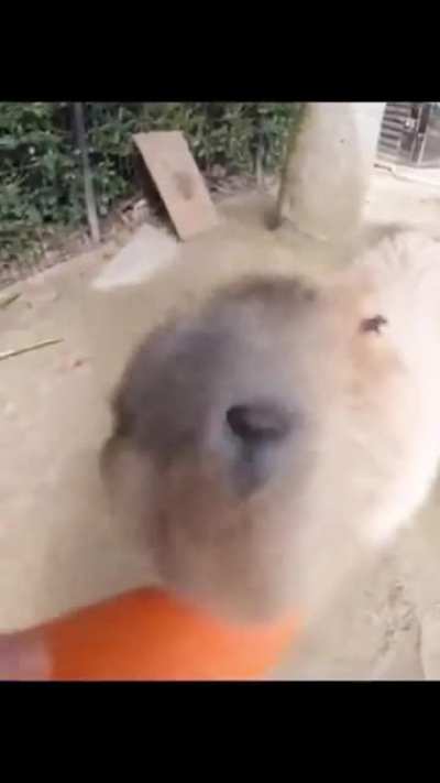 Motivational man helps Capybara munch on carrot vegetable!