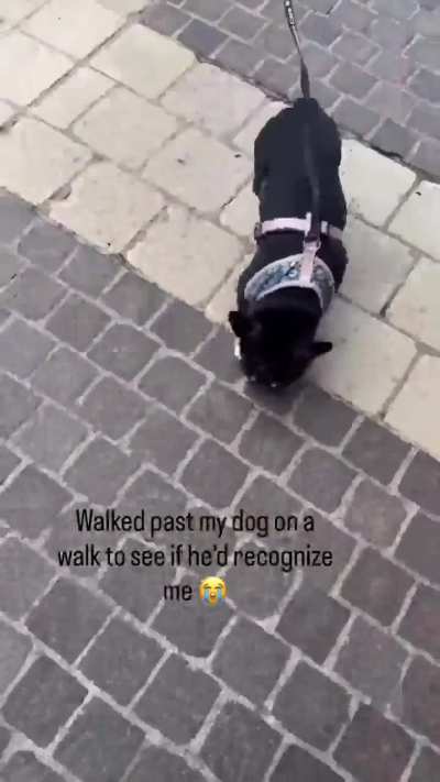 Dogs truly are man’s best friend
