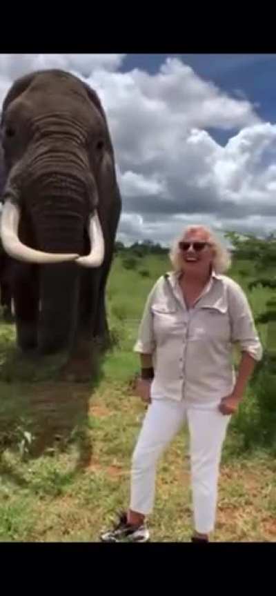 Elephant pretends to eat tourist&rsquo;s hat, then gives it back