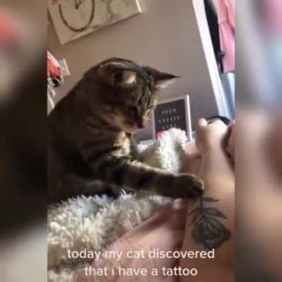 Standard tattoo cat