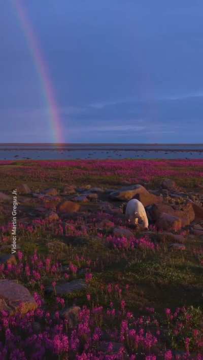 🔥The Arctic tundra blooms briefly each summer, carpeting the landscape along Hudson Bay with pink wildflowers. As a rainbow stretched across the sky, this polar bear is roaming the area, waiting for sea ice to form when winter returns.