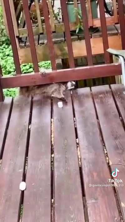 He just wanted a marshmallow