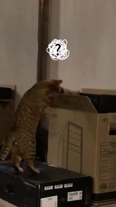 very curious cat