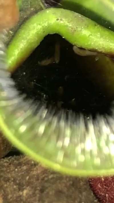 What are these worms living in my pitcher plant??