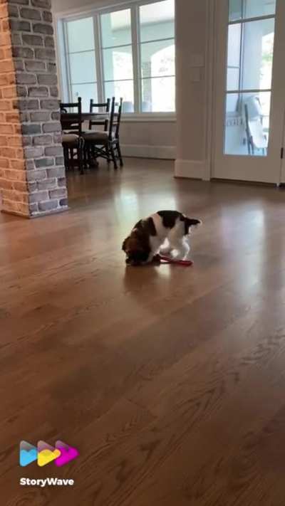 Doggo scream