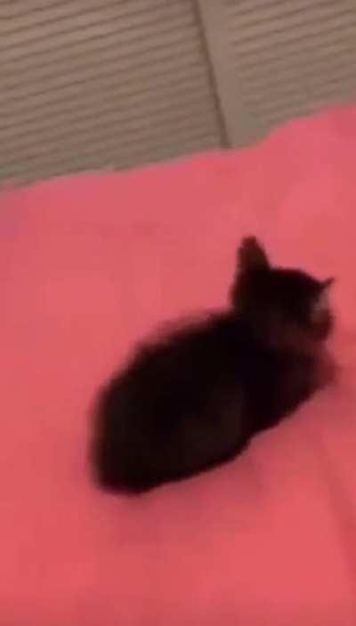 Poor baby kitty.