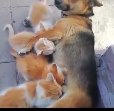 &lsquo;&rsquo;hUMaNs aRe ThE oNlY sPeCiEs DrINkInG mILk FrOm OtHeR SpEcIEs&rsquo;&rsquo;