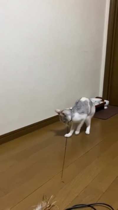 Clever cat has it half way sorted out.