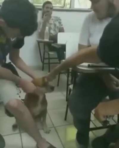 Stray doggo likes being pet