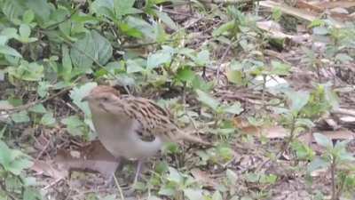 The Saci, a tiny bird with cute, creepy little hand-feathers.