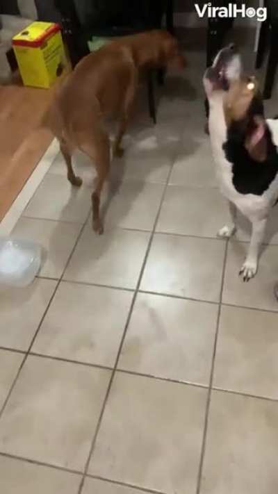 "It's still cooking, dudes!! Can you wait a few moments?!?!!?"