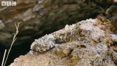 This is not a spider. The spider-tailed horned viper uses the tip of its tail to lure birds.