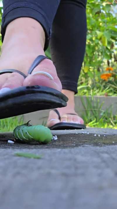 I love garden bugs, especially when they are covered in babies. 😈 filming customs tonight!