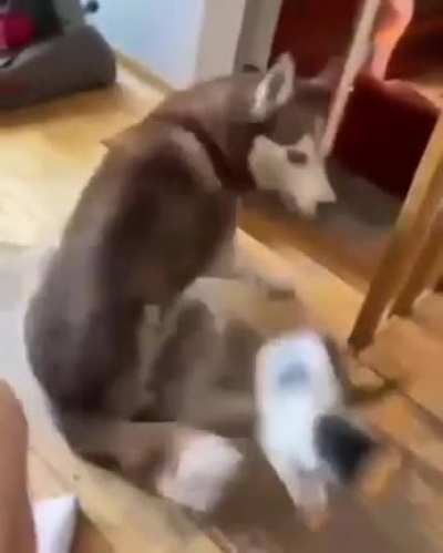 A feline goes down stairs
