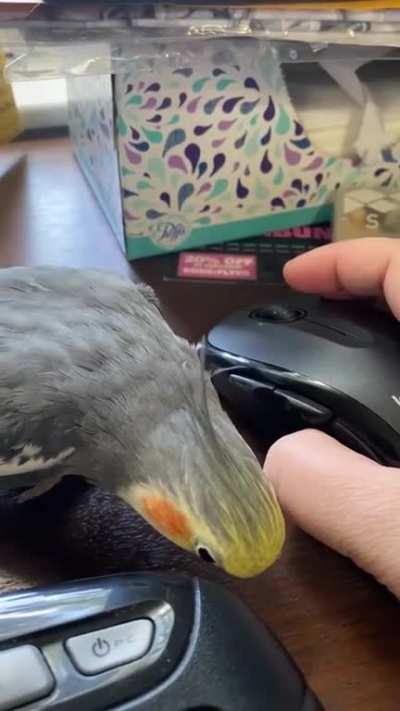 Birblaughs