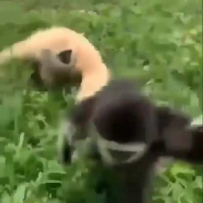 more than a monke