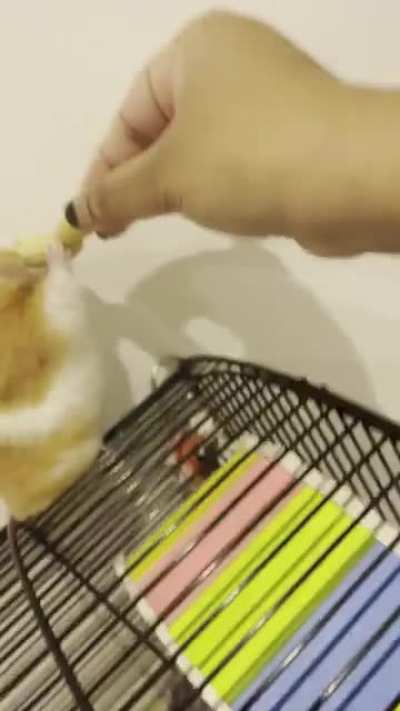 My Hamster in a nutshell.