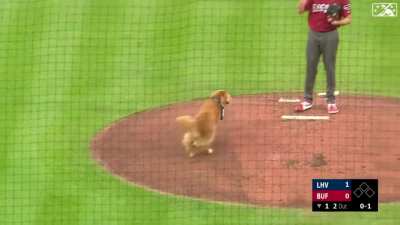 [Highlight] Rookie, the official bat retrieving dog of the Buffalo Bisons, ran onto the field a little to early, although still looking like a very good boy.