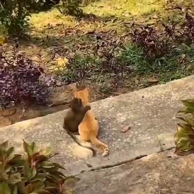 Baby monkey &amp;amp; cat being Bros..