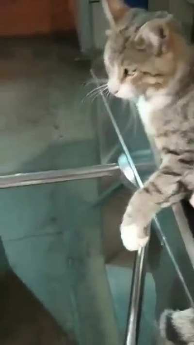 Please Mrs.Meow, I have to catch the ferry.