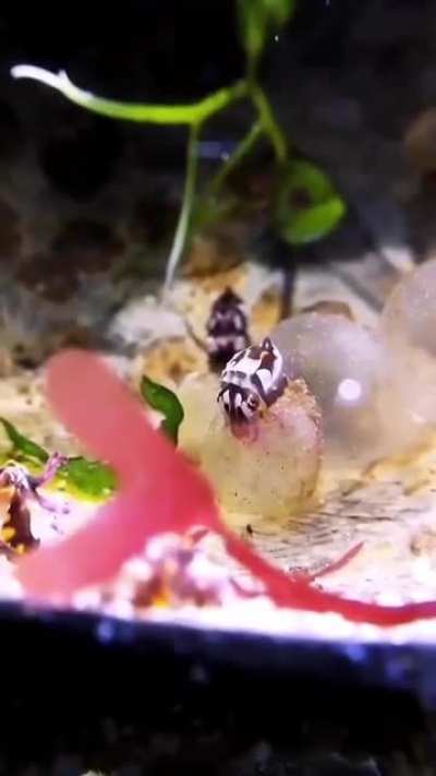 My octopus people need me