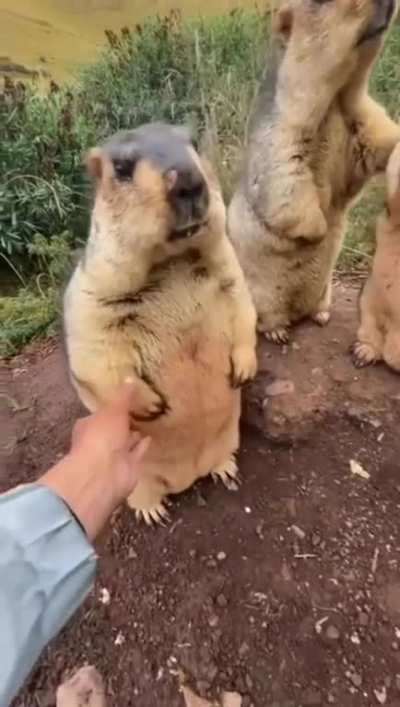 Thicc