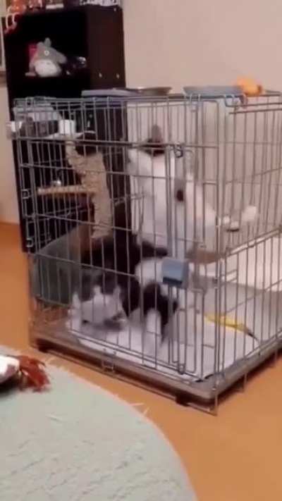 Are they washing machine?