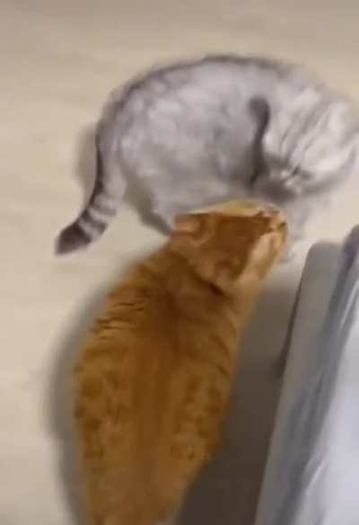 hitchonk hits chonk