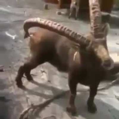 Itchy butt solution
