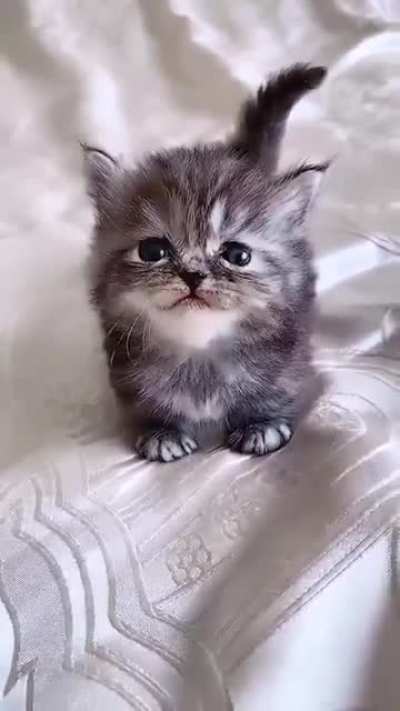Smol speaking
