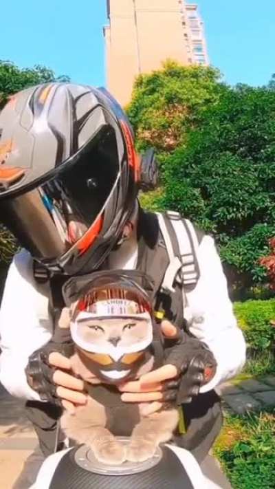Biker cat