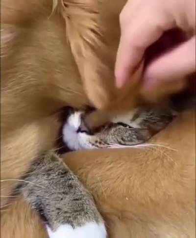 Purr-tected.